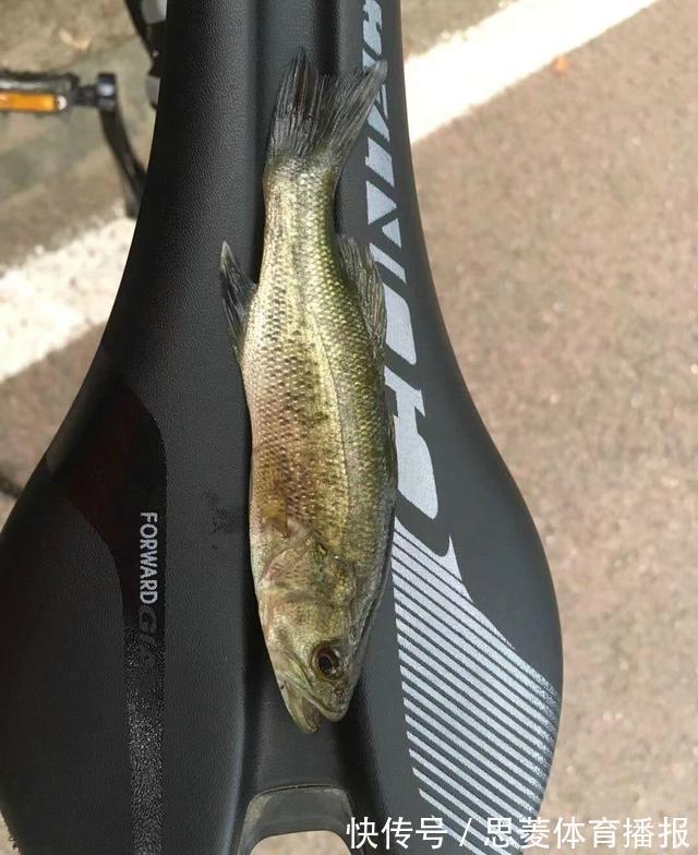 美国黑鲈入侵武汉东湖，原因竟是有人故意放生？钓鱼人：太多了