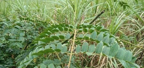 猪脚|山上一种植物，它全身是宝，一物有三用，用来煲猪脚，祛湿效果好