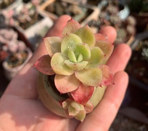 侧芽|这颗丝绸面纱的叶片，不但通透，且有蜡质感，养护中5点做好