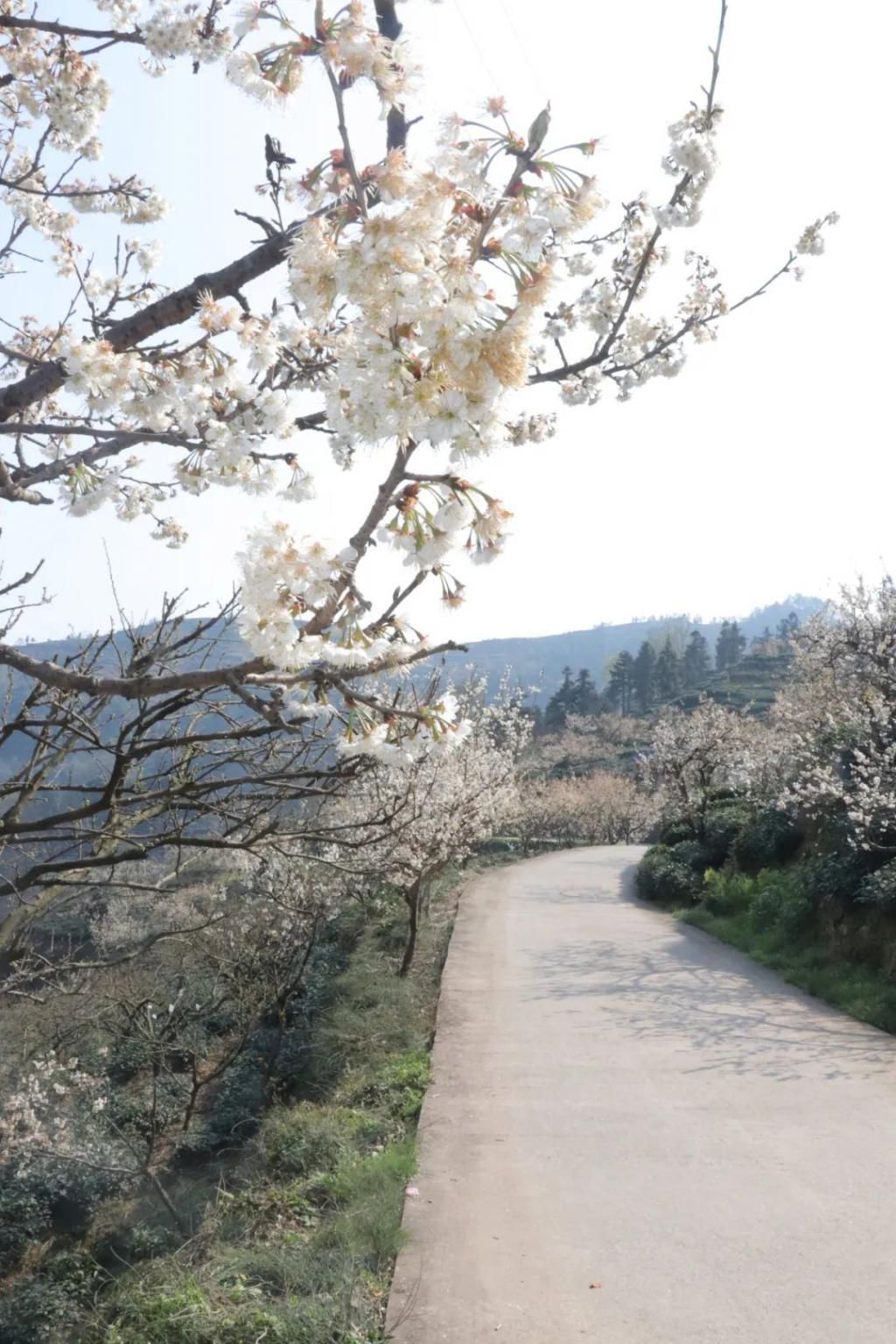 中年|满山遍野，2000亩樱桃花开！峨眉这个地方美成了一幅画