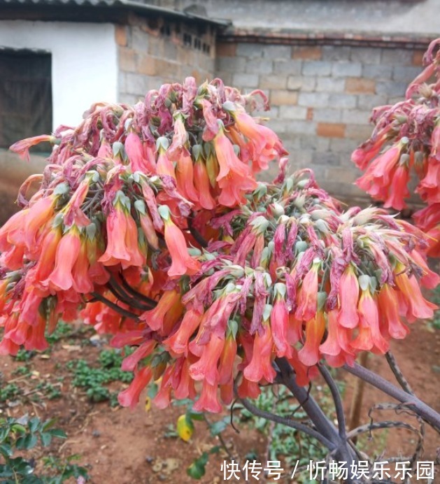 不死鸟|这花太能生崽，恨不得用脚踩，结果越踩长得越多！