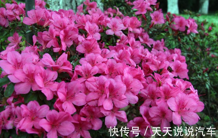 金边瑞香|5种“不怕冷”的花,现在养一盆正当时,花艳色美香味浓,好养