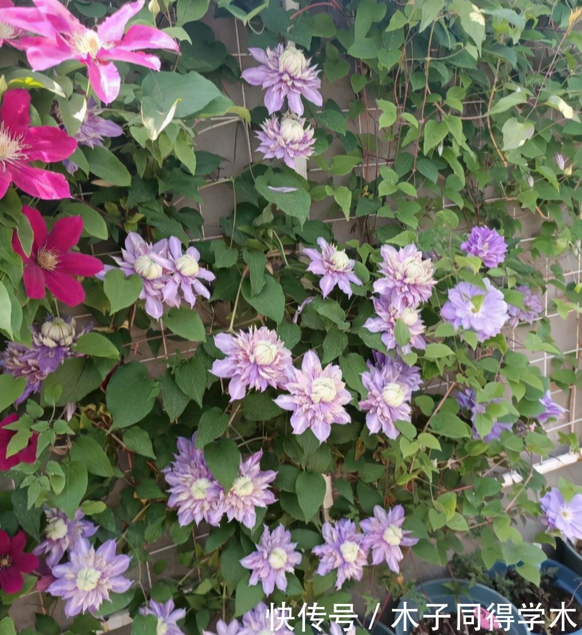 零下20度“装死”的这些花，个个“真汉子”，来年春天的爆花王