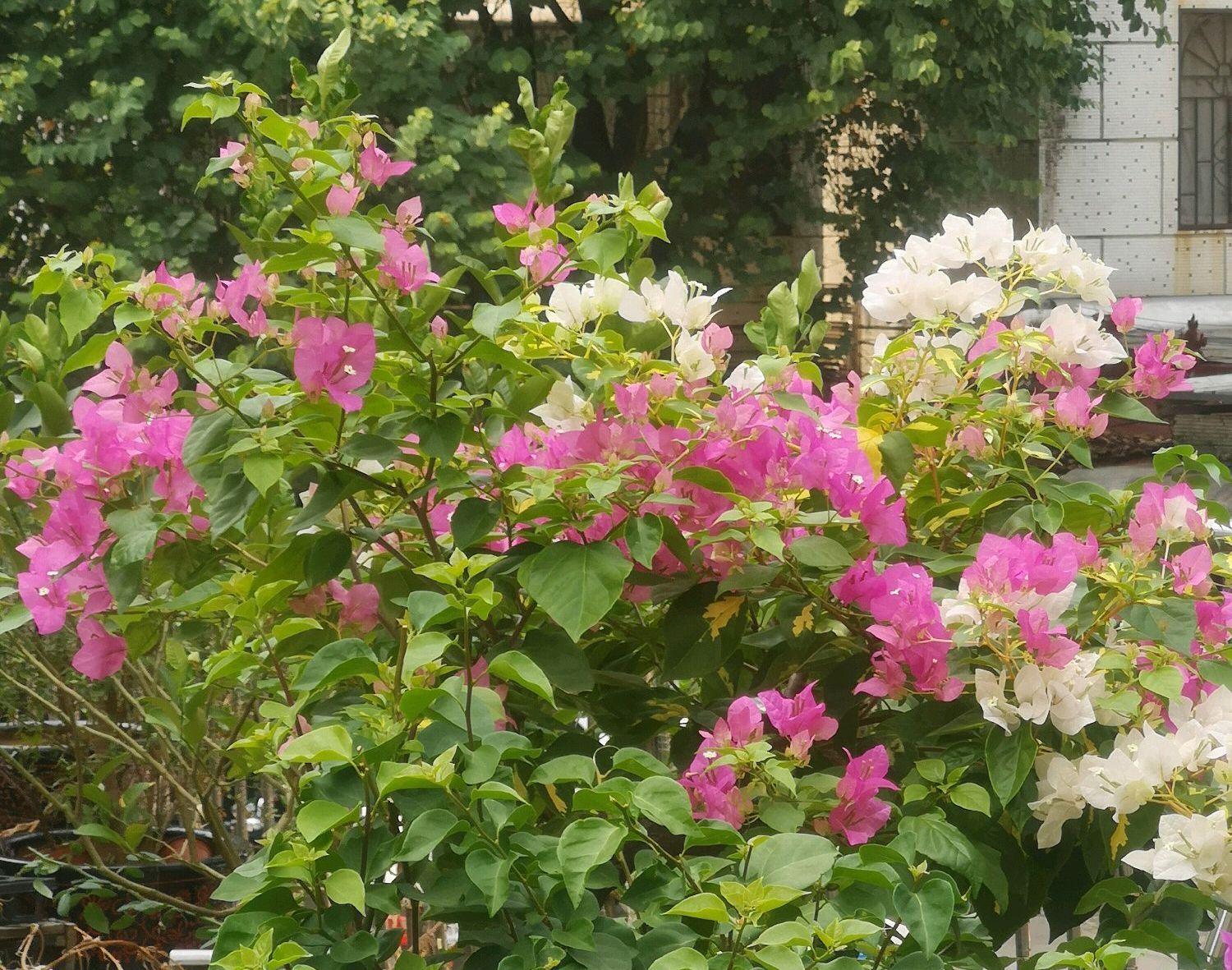 花后|关于三角梅的花后修剪,剪对一个小开关,秋季开花爆盆连续不断