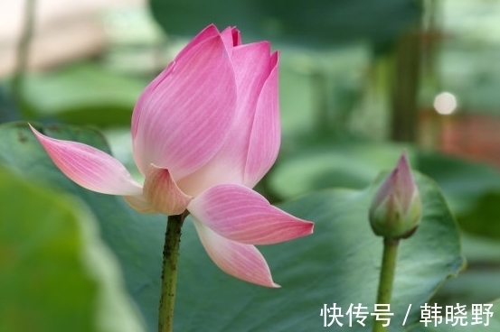 桃花朵朵|未来一个月，4属相桃花朵朵，工作顺利，生活顺风顺水