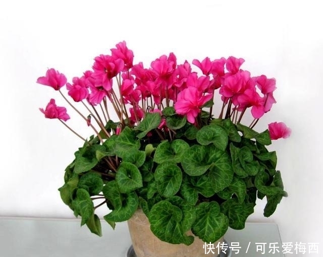 香蕉皮|吃剩的香蕉皮千万别扔,埋在花盆里,花会开的更加鲜艳动人!