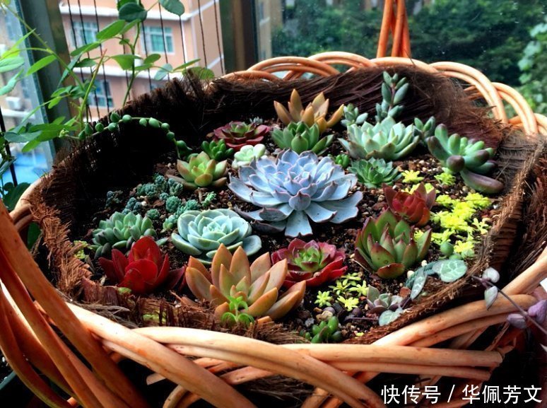 破烂|这些“花盆”真漂亮，创意十足还不花钱，“破烂”可别再扔了