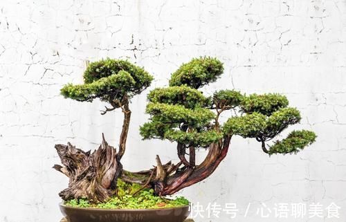 枝条|生桩休眠期后,迟迟未醒,枝条干枯,用塑料袋加快催醒,才能发芽