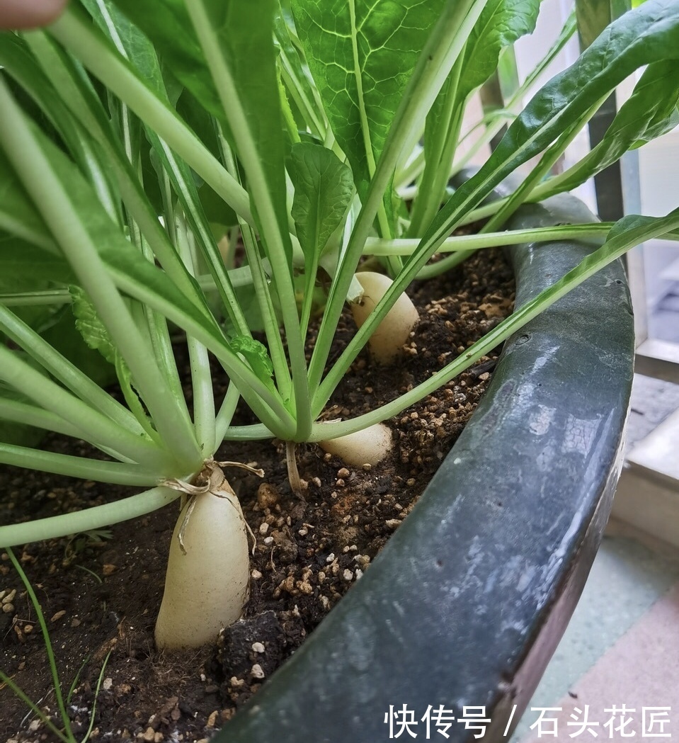 好吃|用了45天时间,在阳台种了“2盆”萝卜,好看又好吃