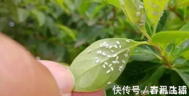 白虱粉|家里养花，生了这个世界性害虫，太难治，一招教你轻松根除白虱粉