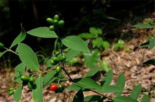 草药|这野草很像人参，农民当杂草除掉，殊不知是皇帝常用的“鬼辣椒”