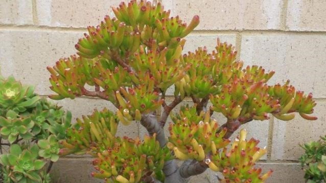 多肉吸财树天热怎么养掌握3方面,翠绿的叶子''红''了