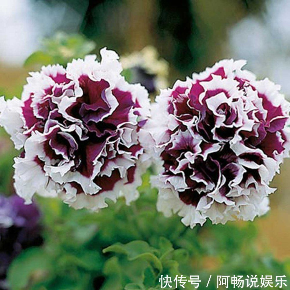 喜欢在家中养护花卉,就选择花色鲜艳,花朵漂亮,欣赏价值高的花