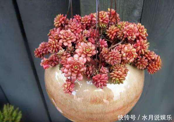 休眠期|7月,多肉到了休眠期,注意“2件事”,秋季变得越来越美,状态佳