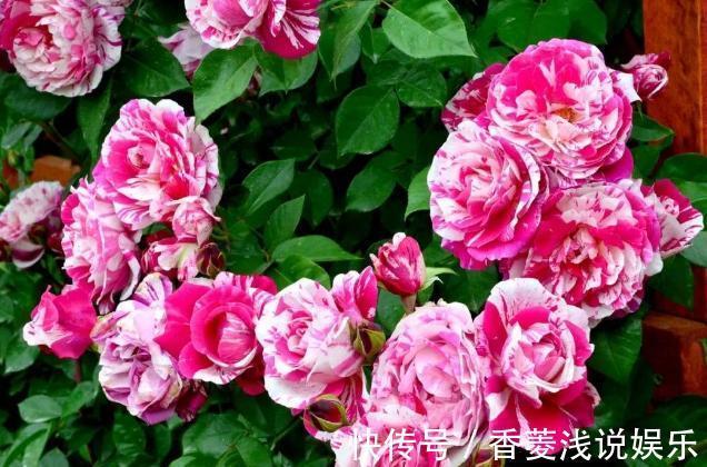 盆栽什么花草，搁阳台成一片花海？选此4款，花期长、花量大