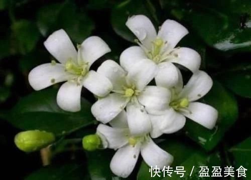 4种香妃花，室内养上一盆，闻之心旷神怡，极富观赏价值