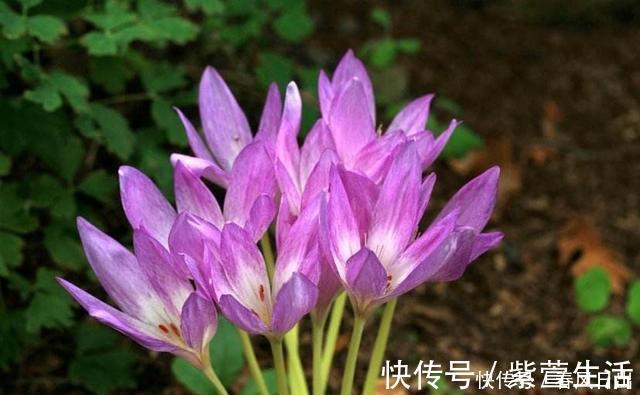 不宜|不宜养在家中室内的8种花,再美也别养,如果有快搬出去