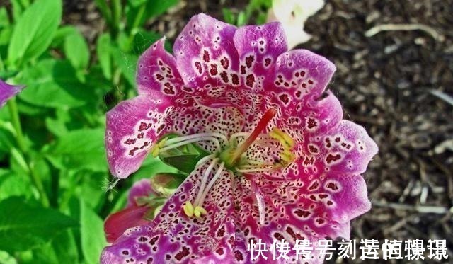 透气性|喜欢养护花卉,就选择花期长,花色艳,美丽漂亮能爆盆的5种花卉