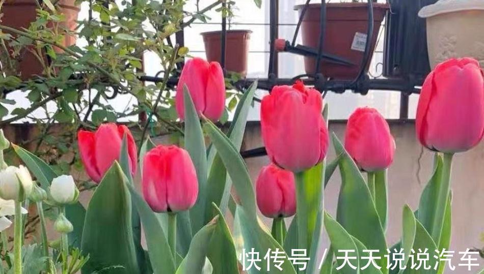 嫌弃养花难,不如就种郁金香,沾土就活,花开时放屋里可当熏香