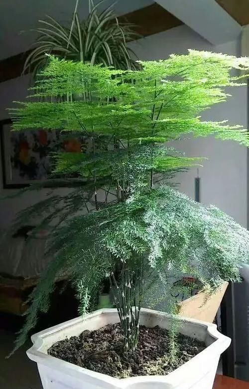 不会养文竹就用这两个笨办法,养的叶子绿油油