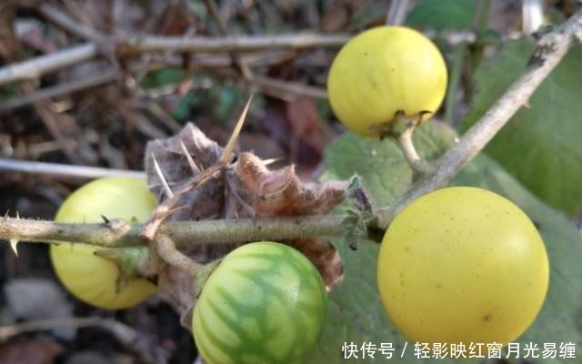 山坡下,1种植物叶片有刺,被称为“刺天茄”,结出黄果子,珍贵