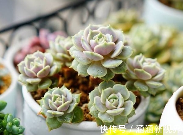 多肉植物叶片变薄怎么办教你3个小妙招,叶片肥厚,晶莹剔透