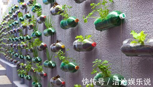多肉|矿泉水瓶有“大作用”，10个“用法”最经典，可以种豆芽、养花