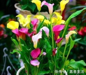 家里阴暗也要养“6种花”,光线少也没关系,越暗长得“越好”!