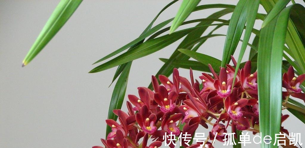 雨水|夏天养兰花,要注意五点要素,难养的品种也可以驾驭好