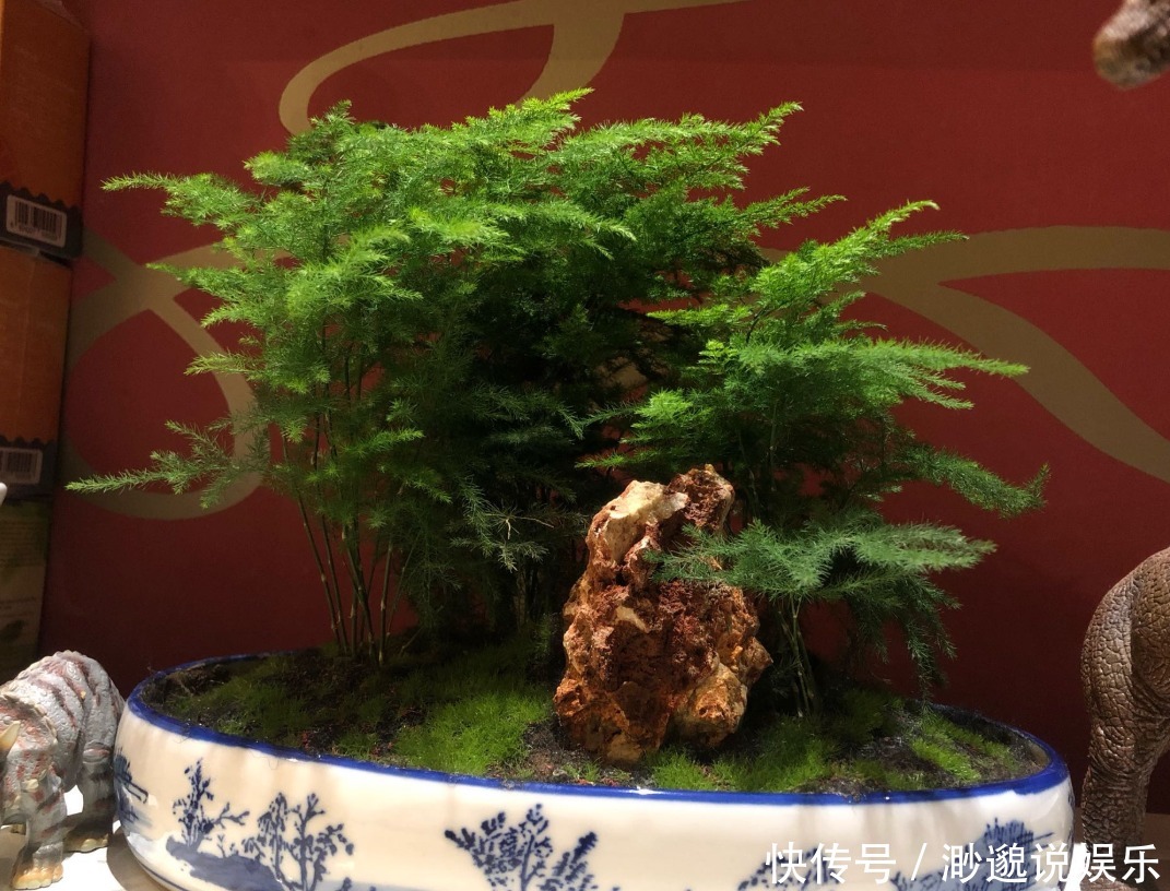 盆景|买云竹擦亮眼，买对品种，养护简单，蹭蹭长叶片，美美盆景养出来