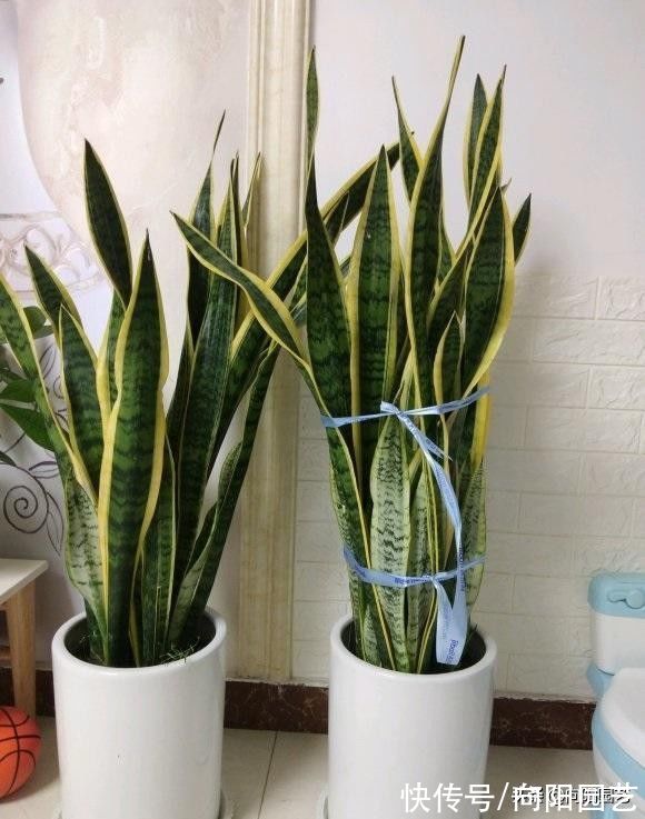虎皮兰养护大全,按照“套路”来,1个月浇次水,叶子长得似宝剑