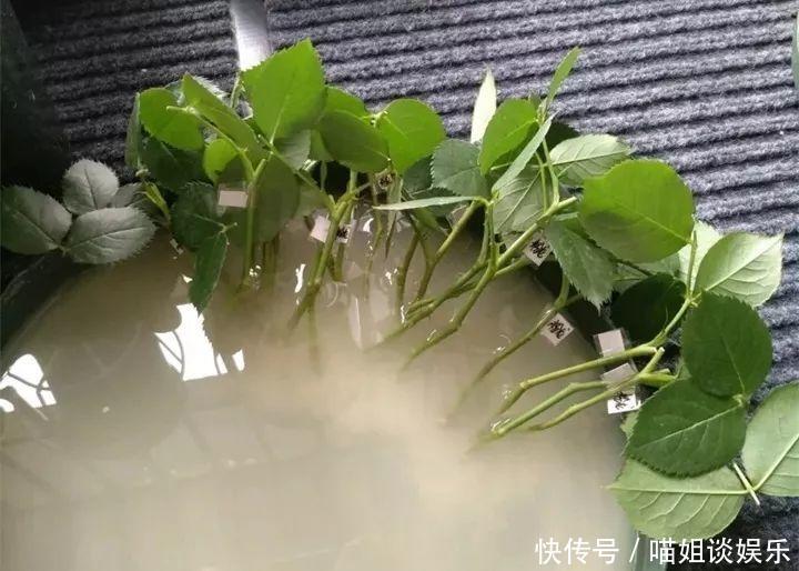 它是天然“生根剂”，给花浇一点，根系壮猛发芽！