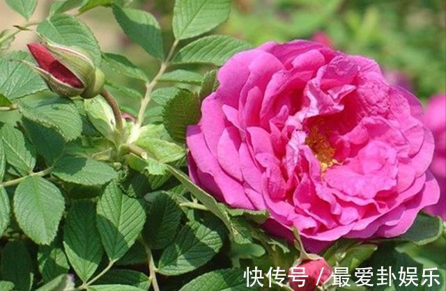 观赏|3种“养人花”,能吃能观赏,好养又漂亮,还能净化空气,喜欢