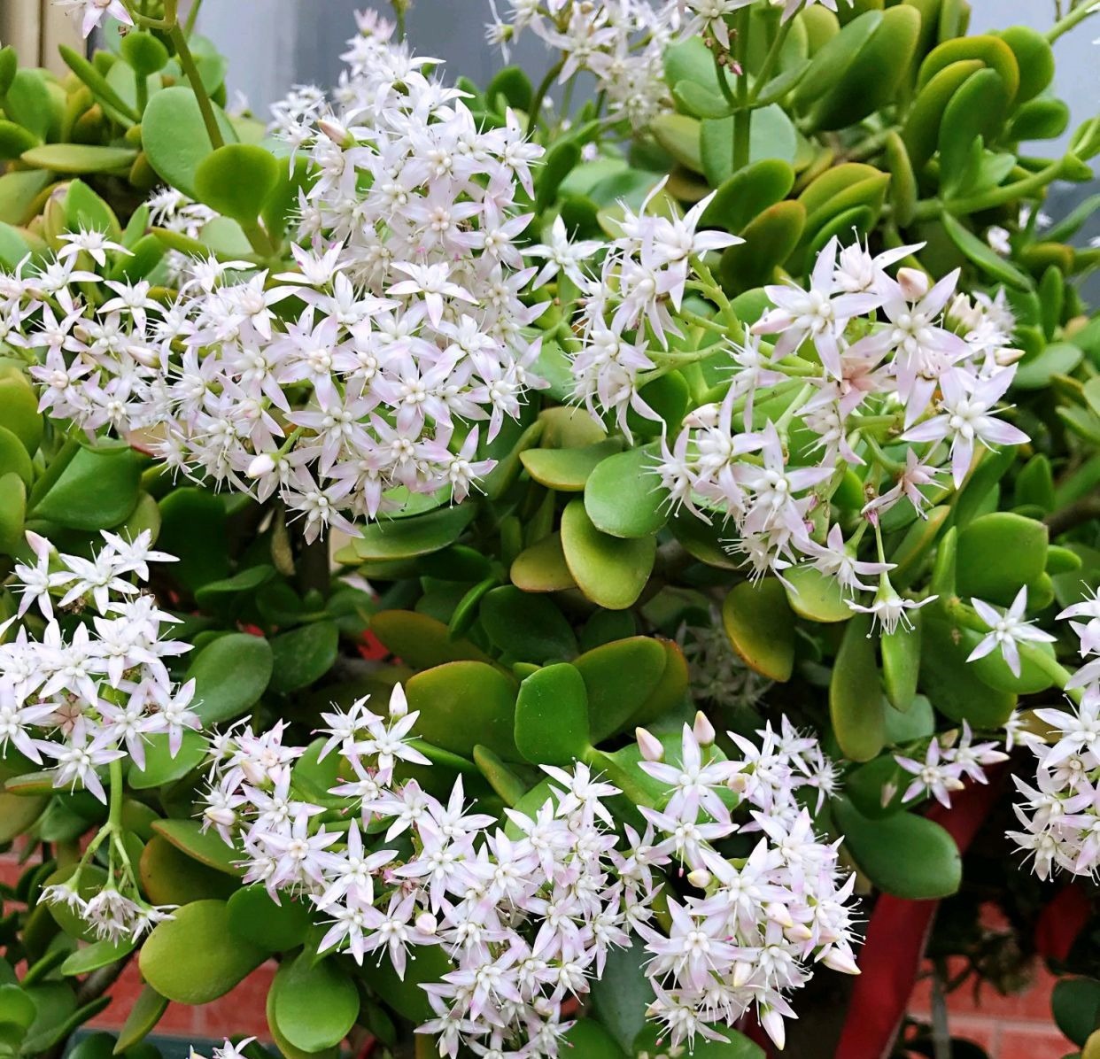 20年的燕子掌树干比大腿粗，每年复花开爆盆，年年有花赏，真靓