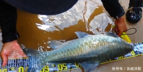 和朋友深山钓鱼,意外钓上“奇鱼”,鱼鳞大,颜色也特别,什么鱼