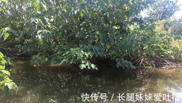 风口处|没有水草就不能钓鱼了吗根据这4点来找鱼,下竿之处即咬钩