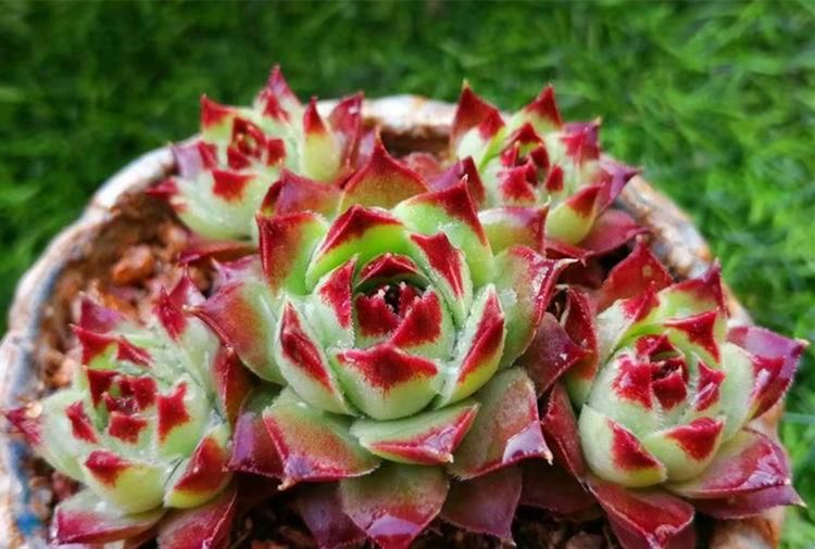 多肉|养多肉的最好境界，不是用价格衡量好坏，它解你寂寞，你陪它变美