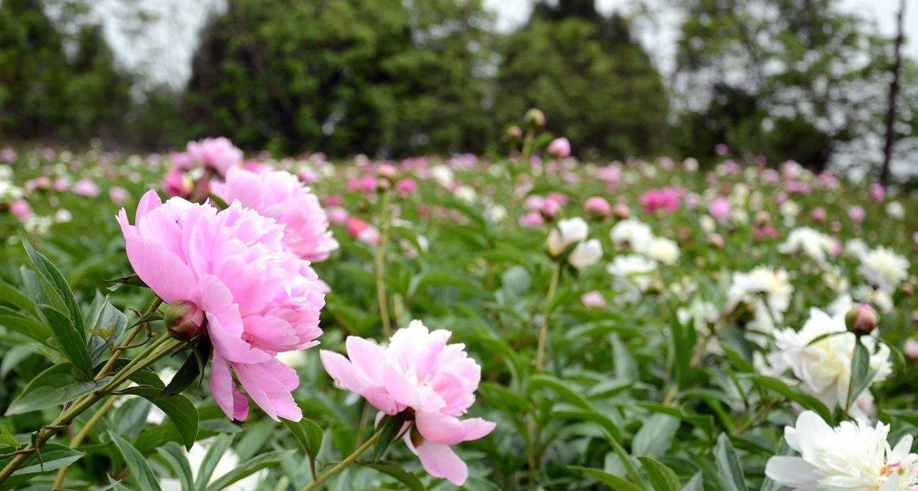 庭院里养“四种花”,漂亮大气又好养,三季有花四季有景