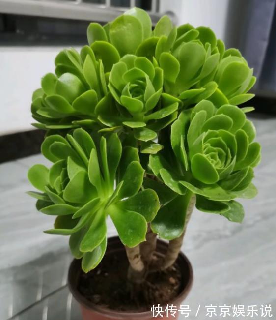 关于养法师，小花匠告诉你4个“经验”，不落叶，长势好，状态美