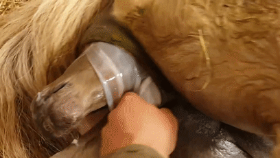 角马|蝙蝠竟然会倒立生孩子,这些生娃瞬间看得我肚子疼