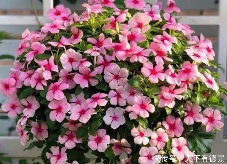 4种花自带财运,家里养一盆,比牡丹更好看,你喜欢吗?