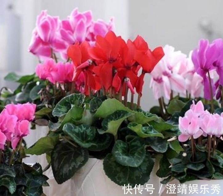 正月二十五，家里养上这4种花，开花红红火火，旺财又旺运！