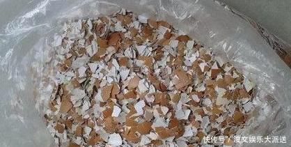 虎皮兰|这“5种肥”，家里都有，撒一把在盆里，花长得旺、开花特别多