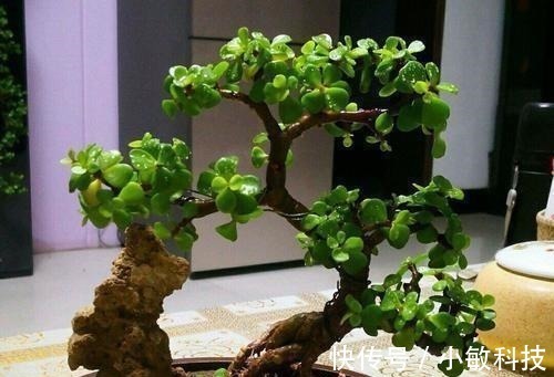 金枝玉叶|养金枝玉叶盆景,满足3个要点,长成传家宝,最后一点很关键