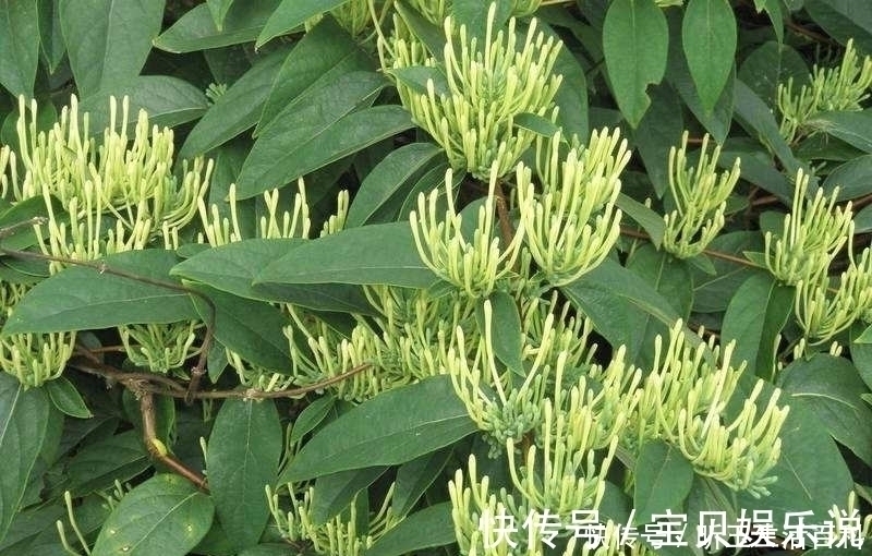 植物|金银花和山银花的区别,认识一下,根据需要,可以区分就好