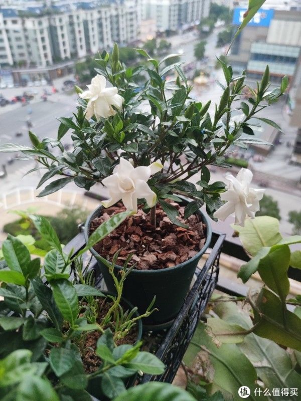 透水孔|花卉 篇一：低价买到手的栀子花，怎么养？