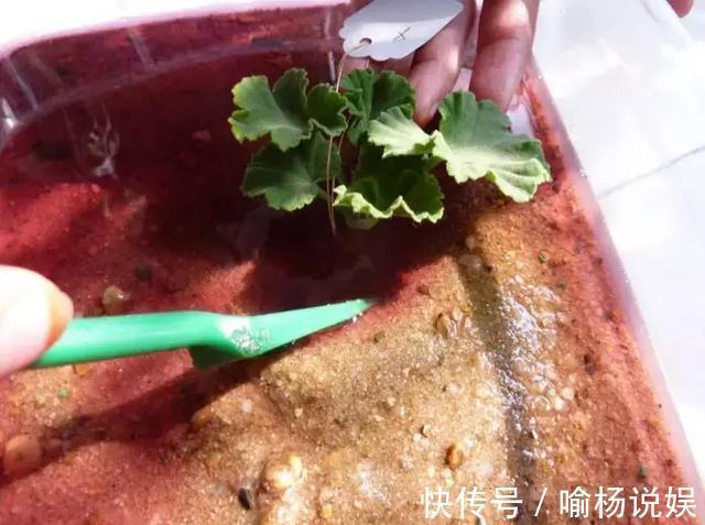 扦插加个小药片,成活率翻番,新手也能做得好!
