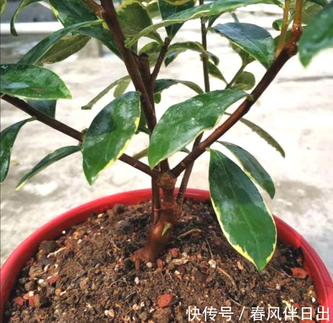 金边瑞香开完花后,下一步要如何养护?植株才能长得旺盛