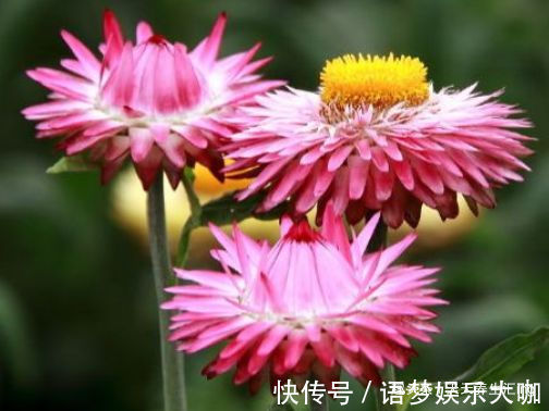 客厅养花,不如养“优良玫瑰”假日公主,花开金光四射,热情似火