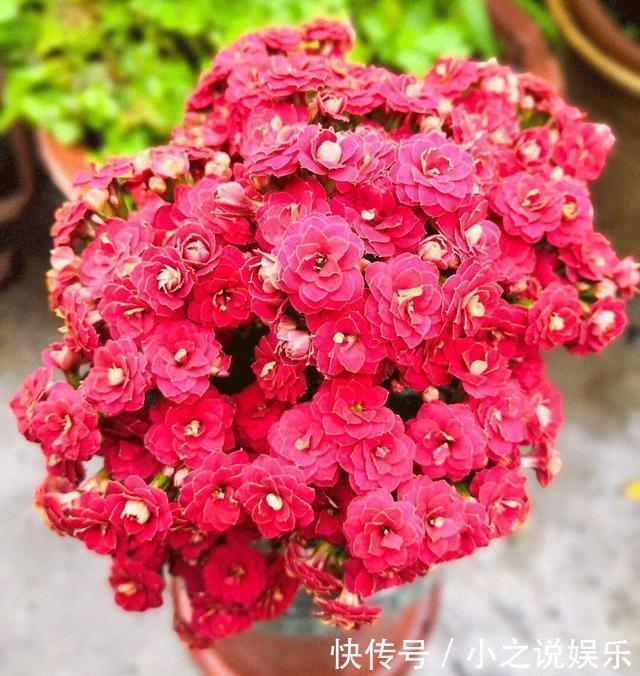 长寿花和玉树“联姻”,半年成“老桩”,养出五颜六色的“花树”